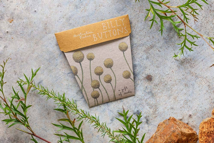 Gift of Seeds | Billy Buttons