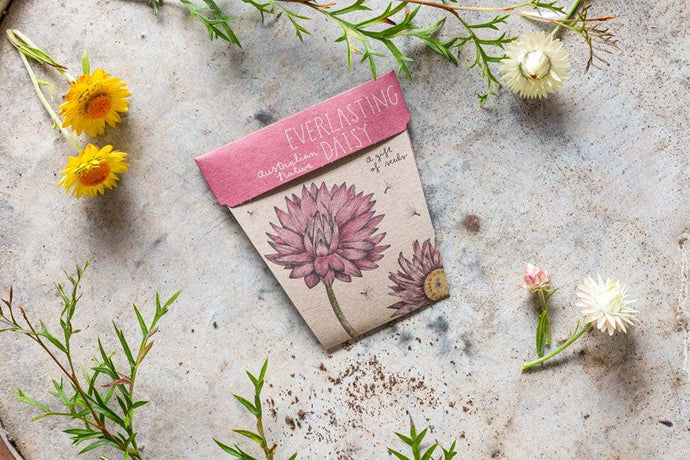 Gift of Seeds | Everlasting Daisy 