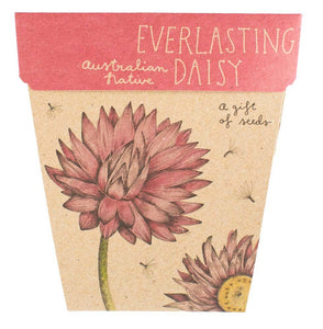 Gift of Seeds | Everlasting Daisy 