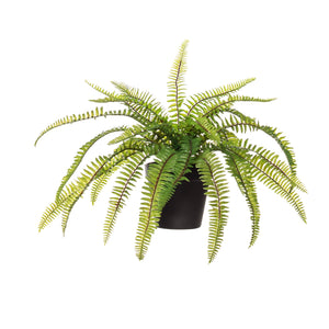 Boston Fern - Garden Pot