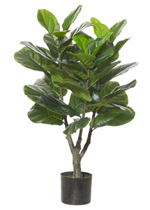 Evergreen Fiddle Leaf Fig